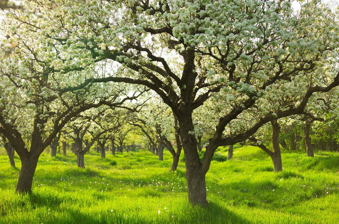 Seeräuber Blättle - Blog 12-2025